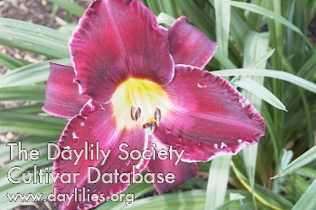 Daylily Fencing Master